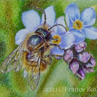 Bee Safe - 9 hours
White Paper
2.5" x 3.5"
Ref: Paul Lloyd